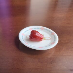 Mini Wax-apple | Miniature Wax-apple | Clay Wax-apple | 100% hand-made ClayDIY - Image 5