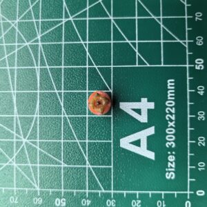 Mini Persimmon | Miniature Blueberry | Clay Blueberry | 100% hand-made ClayDIY - 画像 (4)