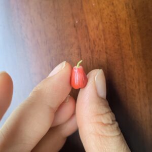 Mini Wax-apple | Miniature Wax-apple | Clay Wax-apple | 100% hand-made ClayDIY – Image 4